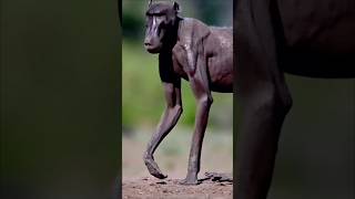 why baboons Steel lion and leopard cubs#shorts #facts #shortsforyou #baboo
