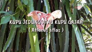 Kupu Gajah (Attacus atlas) - kupu terbesar di dunia