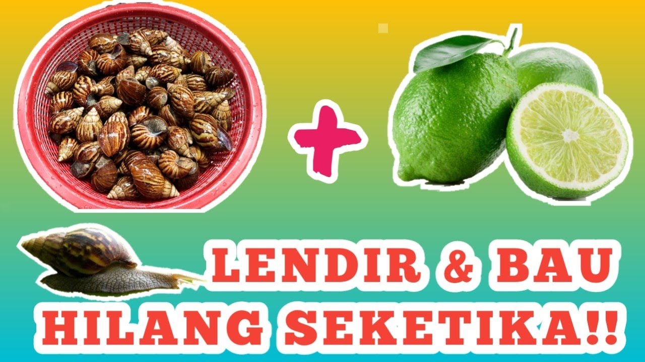 Cara Membersihkan Lendir Bekicot Yang Praktis Dan Bersih | Galeri