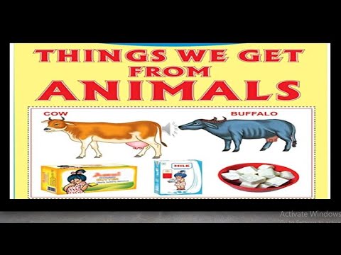 THINGS WE GET FROM ANIMALS - YouTube
