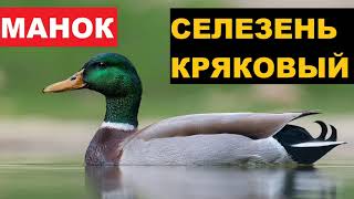 🔊ЗВУК (ГОЛОС) УТКА СЕЛЕЗЕНЬ КРЯКОВЫЙ