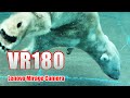 [VR180] ホッキョクグマ プールへダイビング（エサやり）のんほいパーク VR [Mirage Solo Camera]