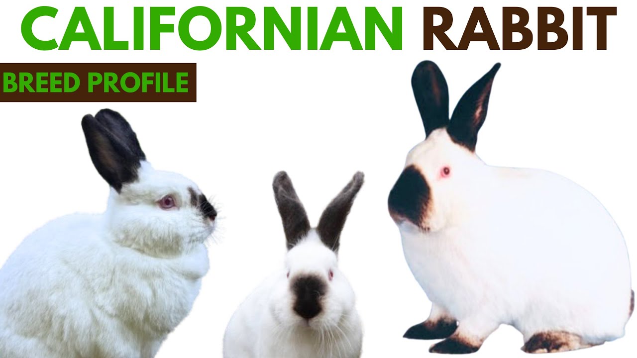 Californian Rabbit Breed Profile History - Traits - Price - Californian ...
