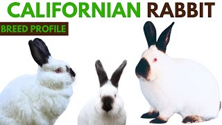 Californian Rabbit Breed Profile History - Traits - Price - Californian Rabbit Grooming Needs