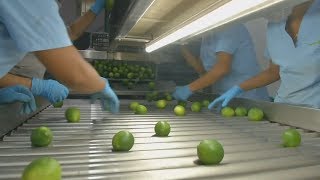 Agricultura Al Da   cul Es El Proceso De Exportacin De Los Ctricos En Colombia