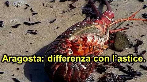 Quanto costa una aragosta viva?