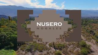 NUSERO NOGALES - Cosecha - Nueces Chandler , Catamarca, Argentina.