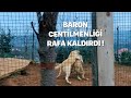 KANGAL BARON REİNAYA FENA PATLADI