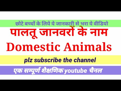 Domestic Animals - YouTube