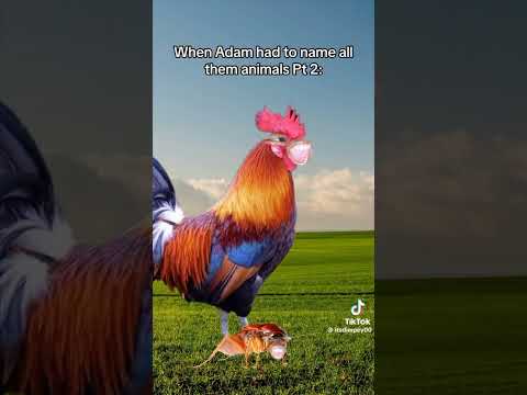 That Time Adam Had To Name All Those Animals Funny Memes Itsdimpei Adam