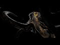 Тремоктопус, и его плащ для выживания | Tremoctopus violaceus.