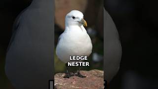 This Gull Glues Its Nest to a Cliff! 🌊😱