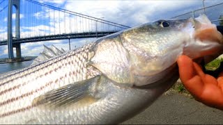 Got a beautiful striped bass. Brooklyn hot bites 🎣 #stripedbass #nycfishing #brooklyn