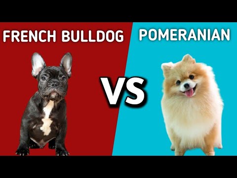 French Bulldog Vs Pomeranian | Pomeranian Vs French Bulldog | Dogs ...