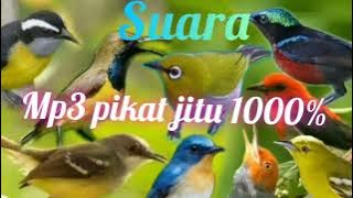 suara MP3 pikat jitu 1000% burung liar pada kumpul ...