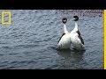 Estas AVES tienen una RUTINA de BAILE muy SEXI y MUY EXTRAÑA | National Geographic en Español