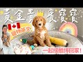 【加拿大養狗記】外國飼主家專屬狗寶寶遊樂園竟然...!? 跟卡娜一起接黃金貴賓寶寶酷博回家! #goldendoodle #金貴 #加拿大生活 #多倫多 #貴賓狗 #doodles thumbnail