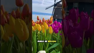 Begini rasanya jalan di lautan bunga warna warni #tamanbunga #bungatulip #faktadunia #netherlands