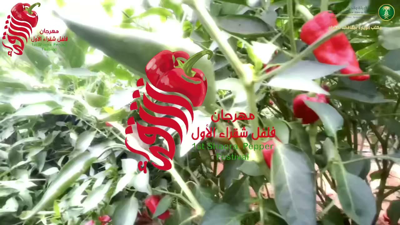 مهرجان شقراء للفلفل