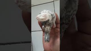 part #2 hari ke 4 melolo anakan burung lekbet nonklep & parkit australia WF