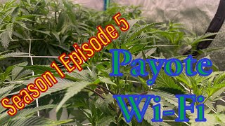 How To Grow Weed -Paytoe Wi-Fi Seedsman Seeds (Season 1 Episode 5)