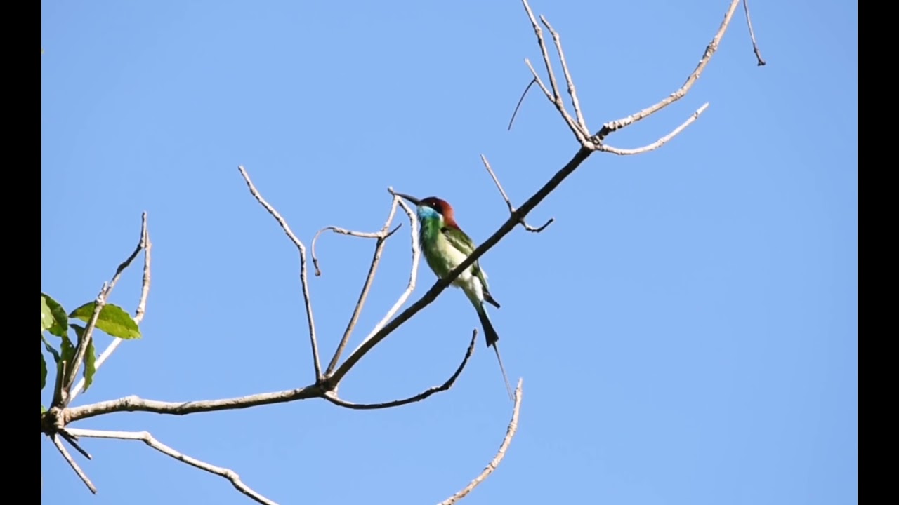 Preening ritual of a Bee-eater