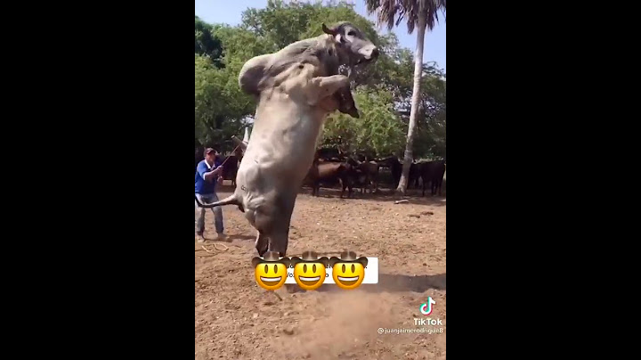 Dos carnales