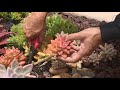 How to Prune Your Succulents!