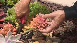 How to Prune Your Succulents!