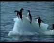 Capture de la vidéo Penguins