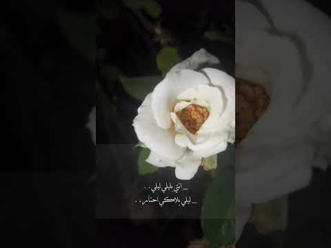 الشامي ـ انتي يا ليدي ليدي ليدي ما بعدك نار ـ حمادات محبين الشامي