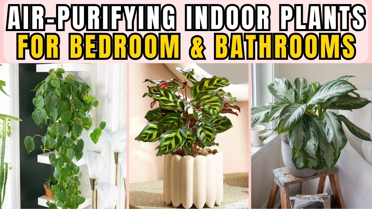 15 Air-Purifying Indoor Plants Perfect for Bedrooms, Bathrooms, and Dark Corners