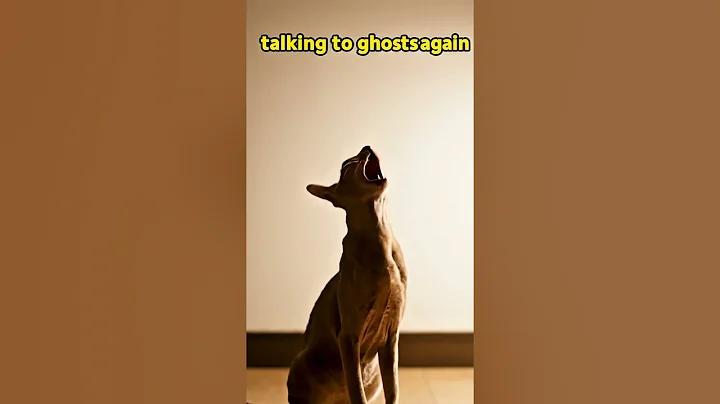 Video 11494661: oriental cats