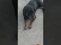 Ajde pipni samo moju moču Mišo!🤣. #dogworld #rottweiler #dog #cat #funny #fun #sweetdog#sweet #viral