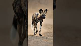 The Marathon Hunter: Wild Dog Physiology