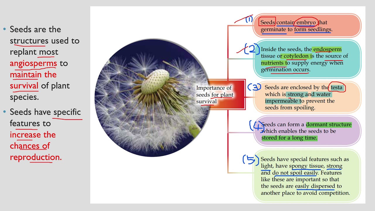 6.5 Importance of Seeds For Survival of Plants