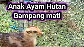 Jungle Fowl easily M4t1 how to overcome it , , , ?