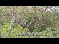 Fork-tailed Drongos chasing Vervet monkey