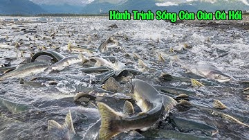 Cuộc Di Cư Sinh Tử Của Cá Hồi