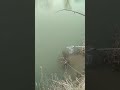 Ловля кутума на реке Сулак