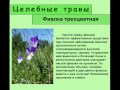 Фиалка трехцветная