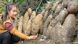 Download Lagu A lucky day in the forest, harvesting giant yam, young squash goes to market sell | Ly Thi Tam MP3