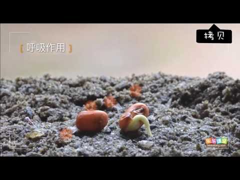 植物呼吸作用的過程 【中學生物】