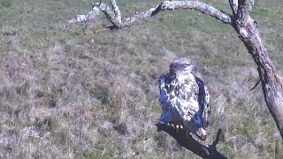 Decorah North Nest | Visit of a very light sub-adult bald eagle ~ 10-22-2018