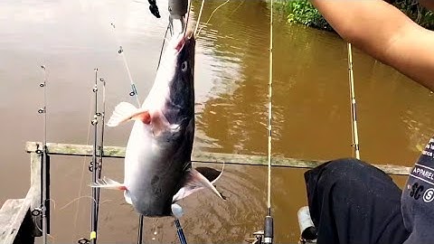 Mancing Baung Geso Di Sungai Kampar @Istana Sayap Part 1 #pelalawan