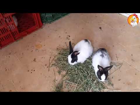 فيديو: كيفية الحفاظ على الأرانب المزخرفة