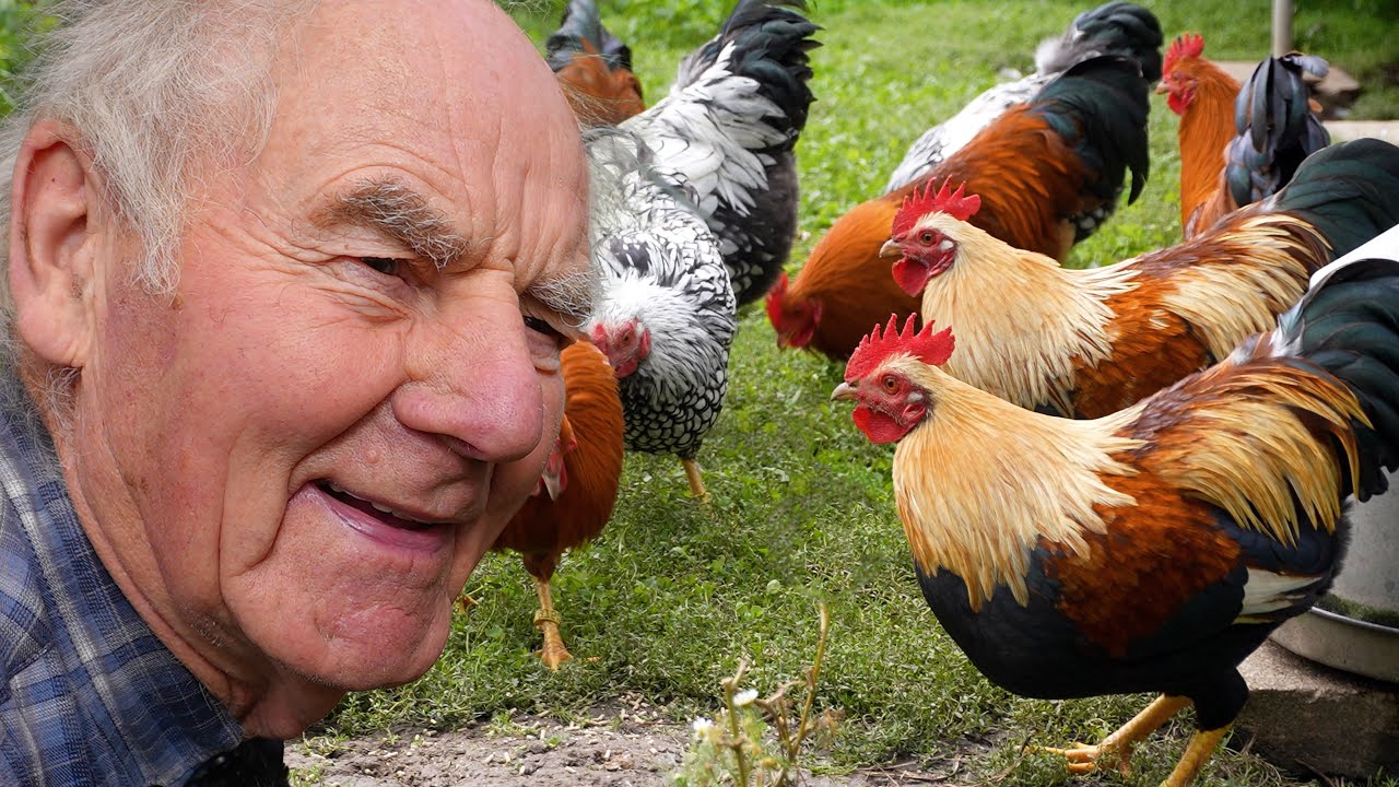 Hühner Rundgang mit Edu im September 2023