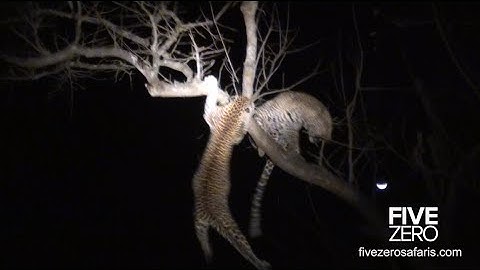 Leopards fight in tree, almost fall out
