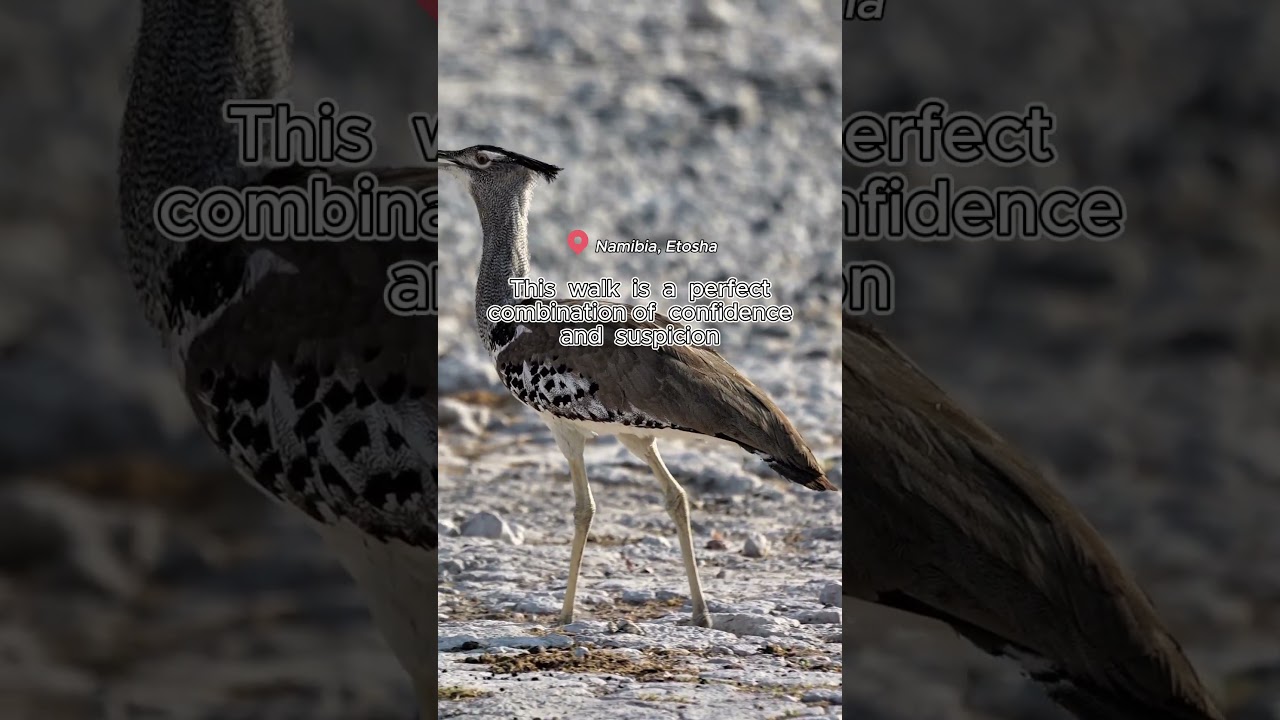 Kori bustard in Etosha National Park, Namibia.