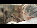 Novel materials for third generation photovoltaic devices